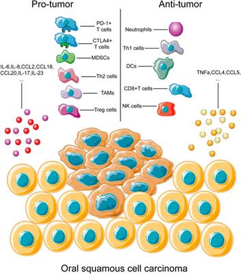 Possible Immunotherapeutic Strategies Based on Carcinogen-Dependent Subgroup Classification for Oral Cancer